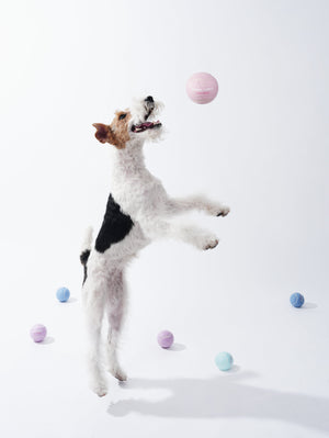 Omo Omo™ Tennis Ball for Dog omo omo