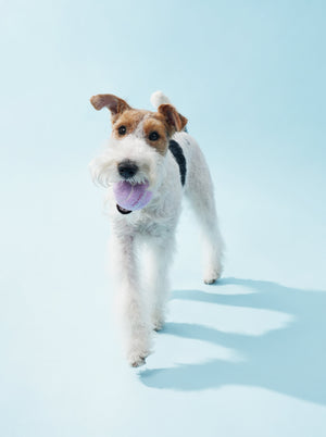 Omo Omo™ Tennis Ball for Dog omo omo