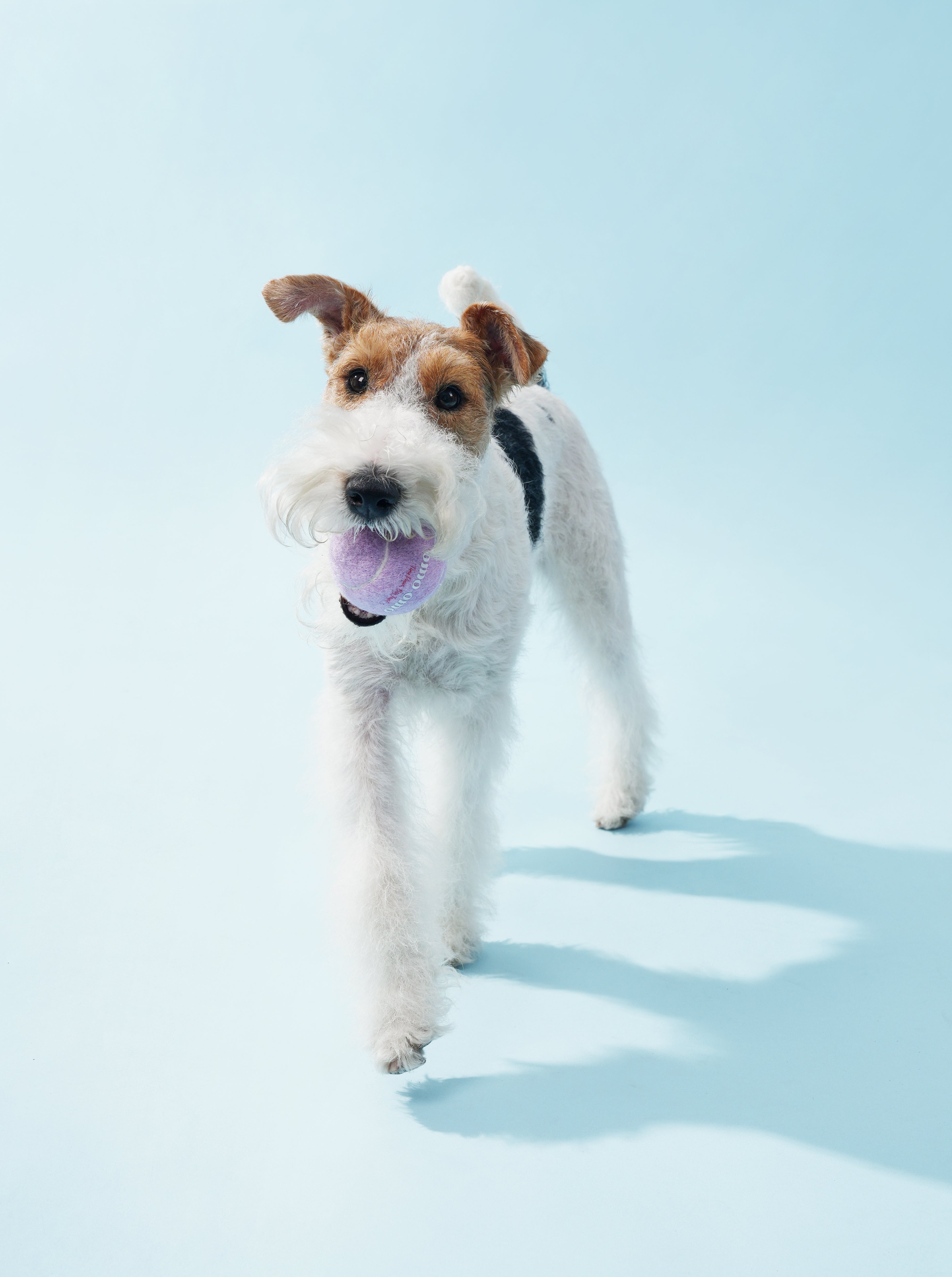 Omo Omo™ Tennis Ball for Dog omo omo