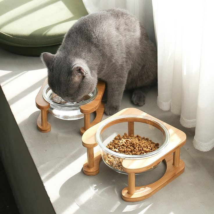 Why Cats Need Special Bowls and Feeders