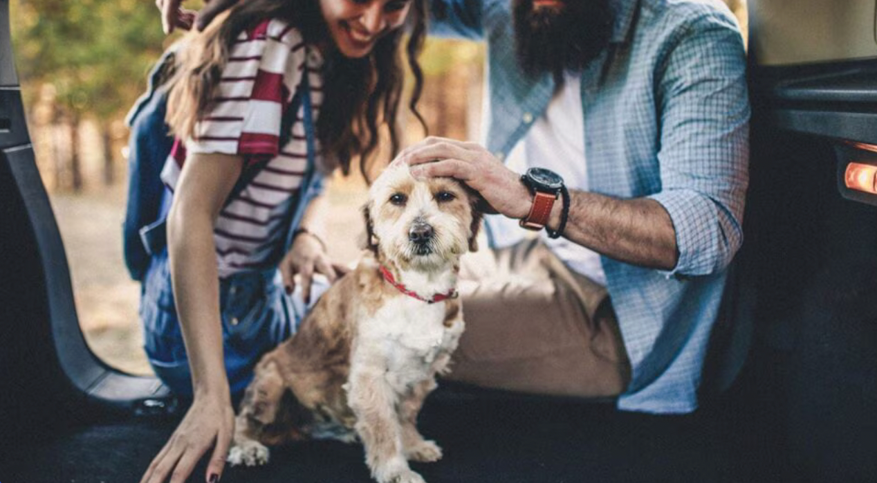 How to Prepare for Travel With Pets