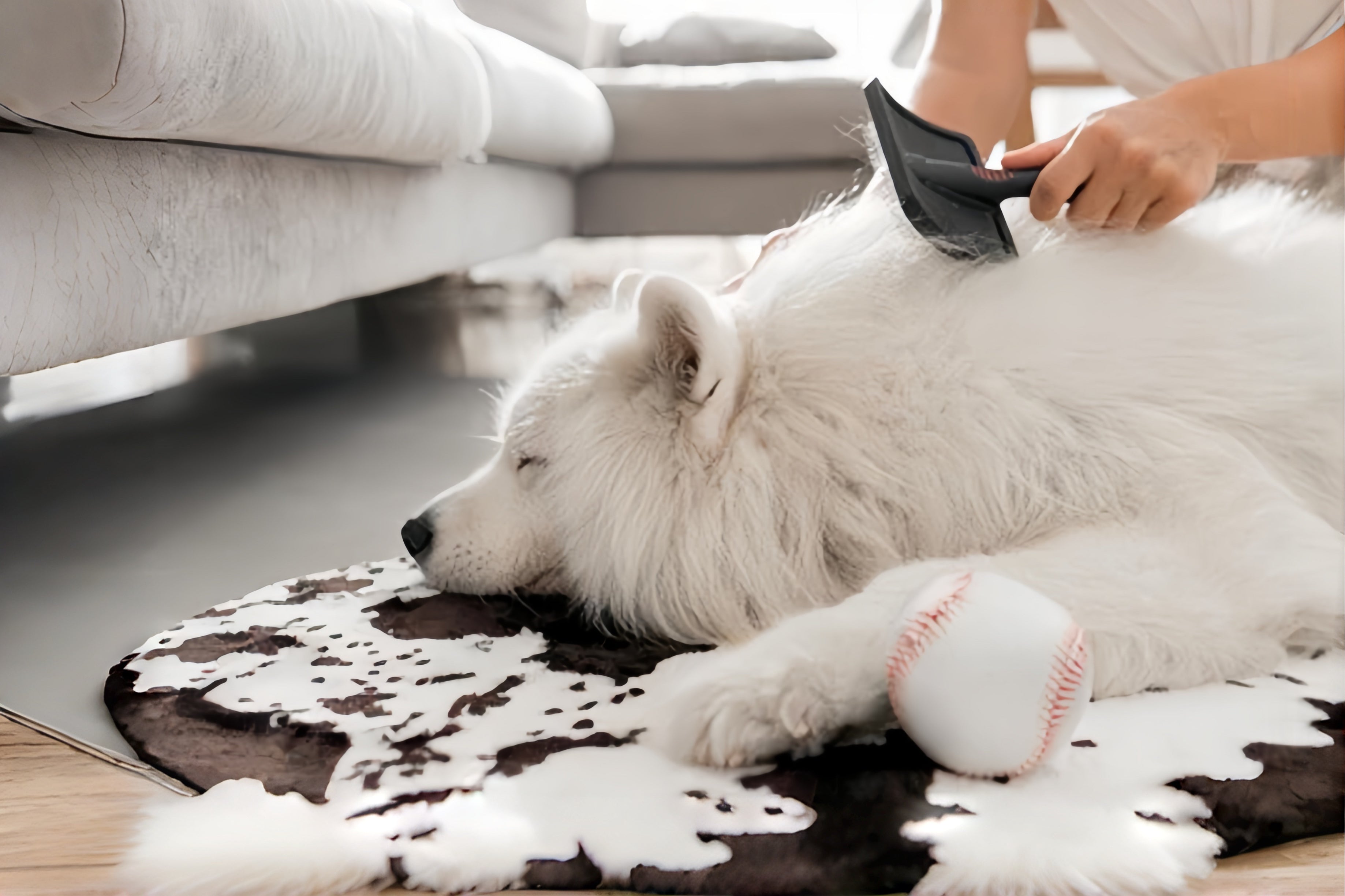 Embracing the Fluff: A Guide to Your Dog's Shedding