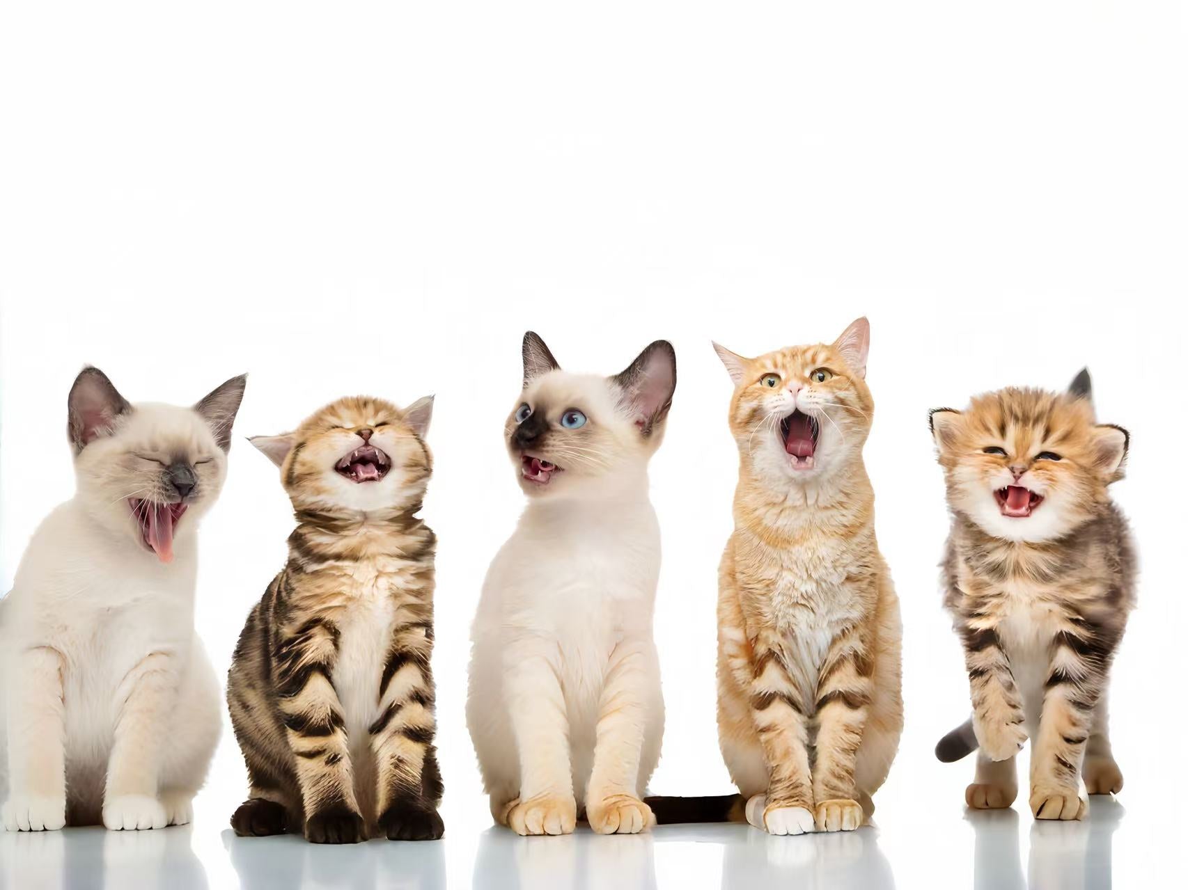 Decoding the Feline Dictionary: What Your Cat’s Sounds Actually Mean