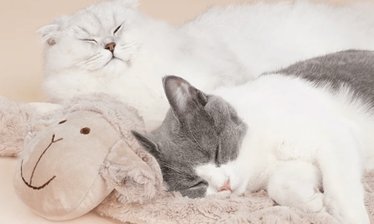 The Best Washable Pet Beds for Your Furry Friend - omo omo