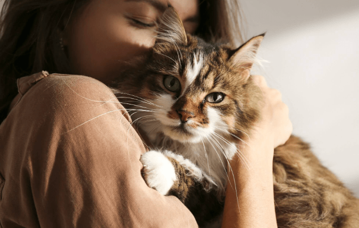 Understanding How Cats Express Love - omo omo