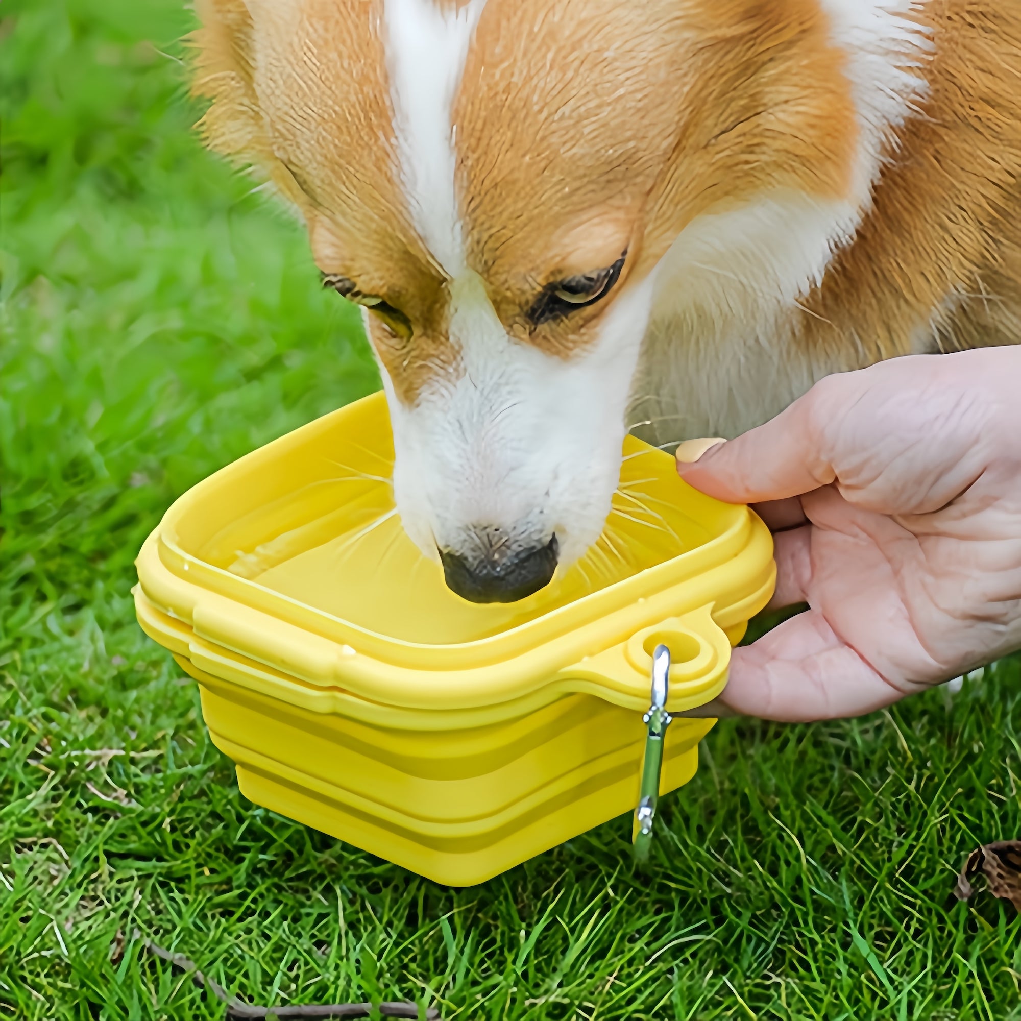 Omo Omo™ Double Collapsible Dog Bowl