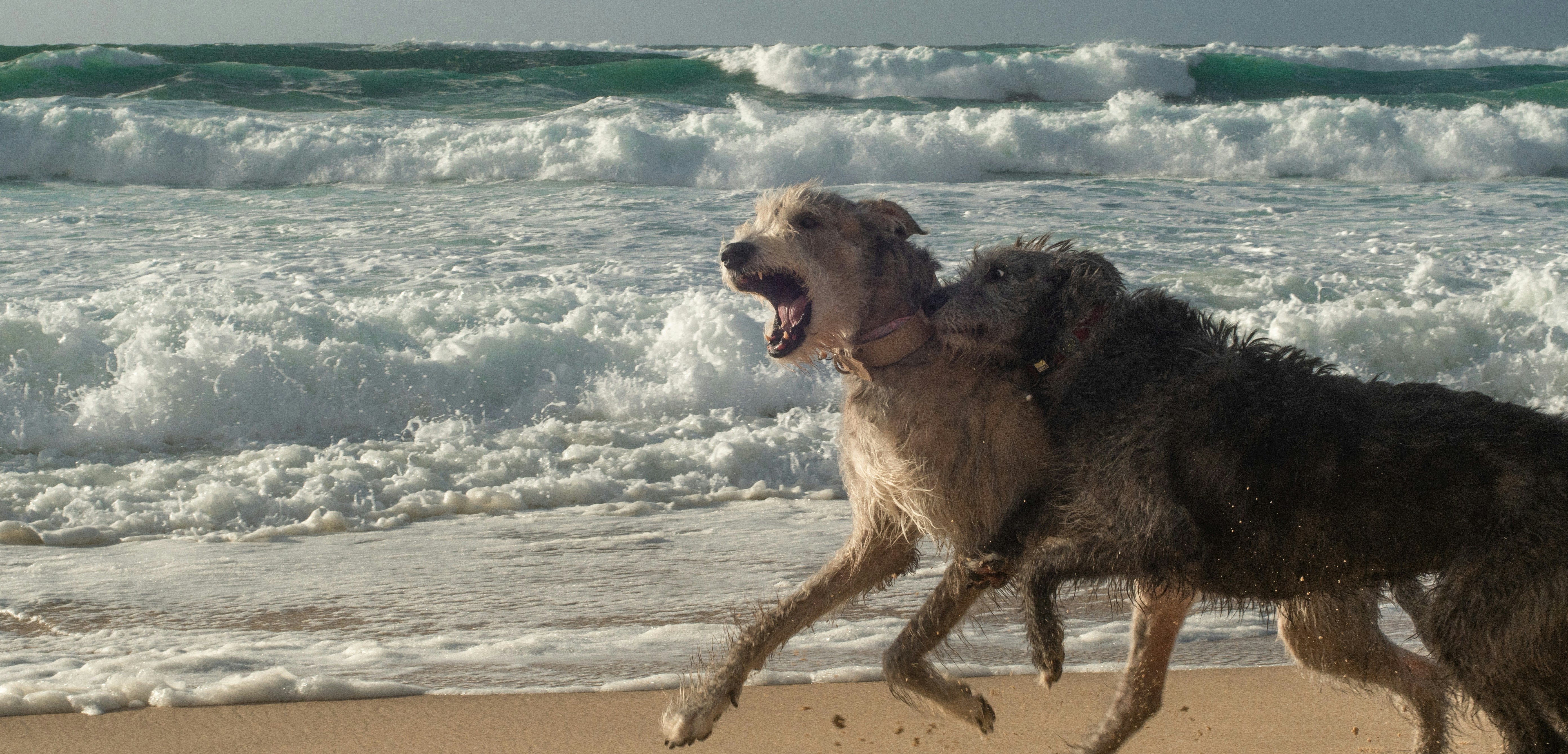 Dog running on a beach with waves in the background